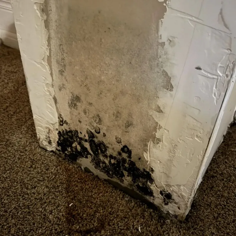 Professional Mold Removal in North Warren, PA